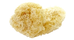 mashroom